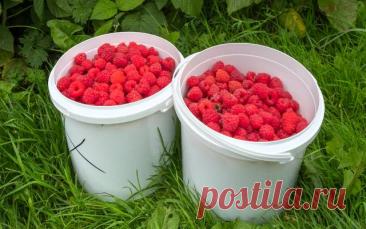 Как собрать ведро малины с куста: 9 лайфхаков для увеличения урожая — Дачный участок