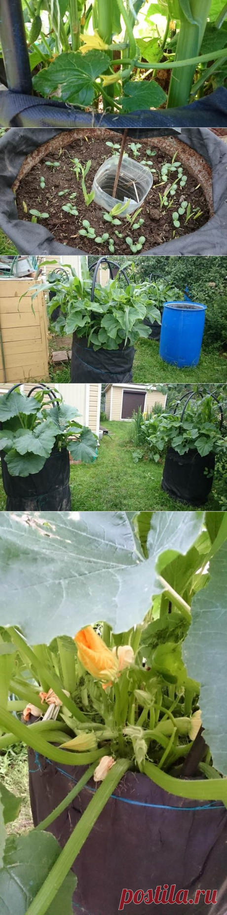 Огурцы в бочке - это удобно! / 7dach.ru