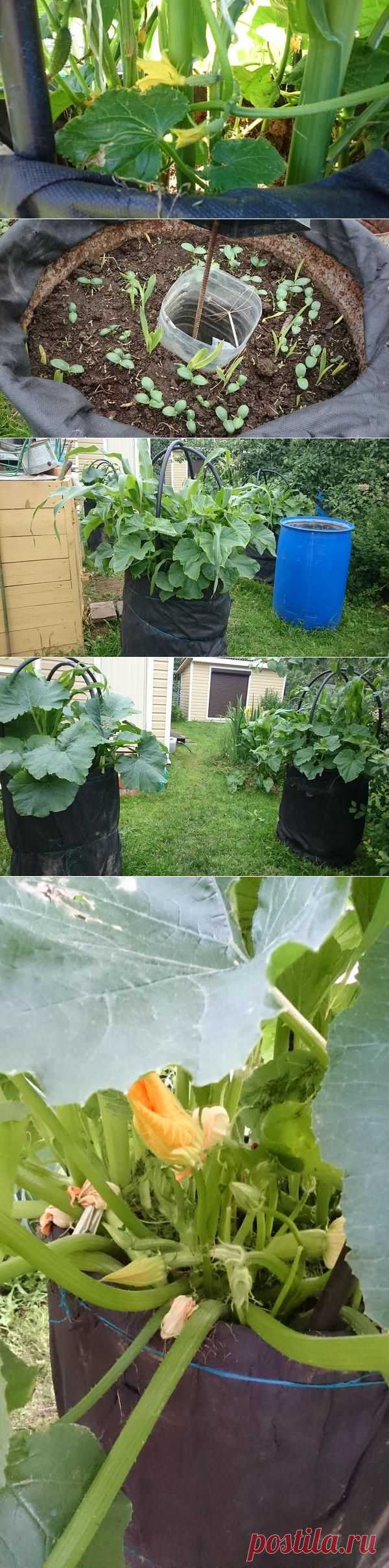 Огурцы в бочке - это удобно! / 7dach.ru