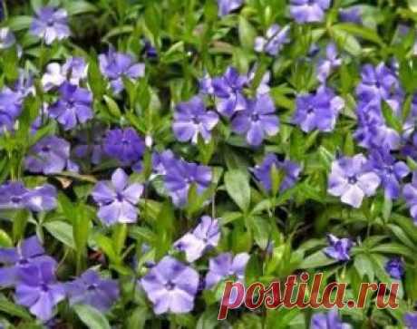 Барвинок_малый | Рецепты народной медицины