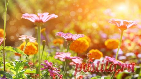 Многолетники, цветущие все лето
Редкая клумба может обойтись без однолетних растений, но в большинстве случаев тон задают многолетники. При этом стоит обратить внимание на те растения, которые способны радовать цветением все лето.…