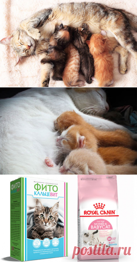 Чем кормить кормящую кошку: натуральное питание или сухие корма?