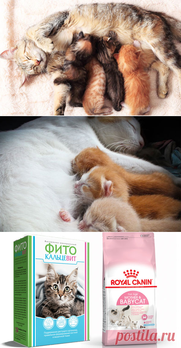 Чем кормить кормящую кошку: натуральное питание или сухие корма?
