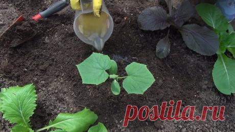 3 самые важные подкормки для огурцов: завязи не опадают и плодов очень много | Хозяйкин огород | Яндекс Дзен