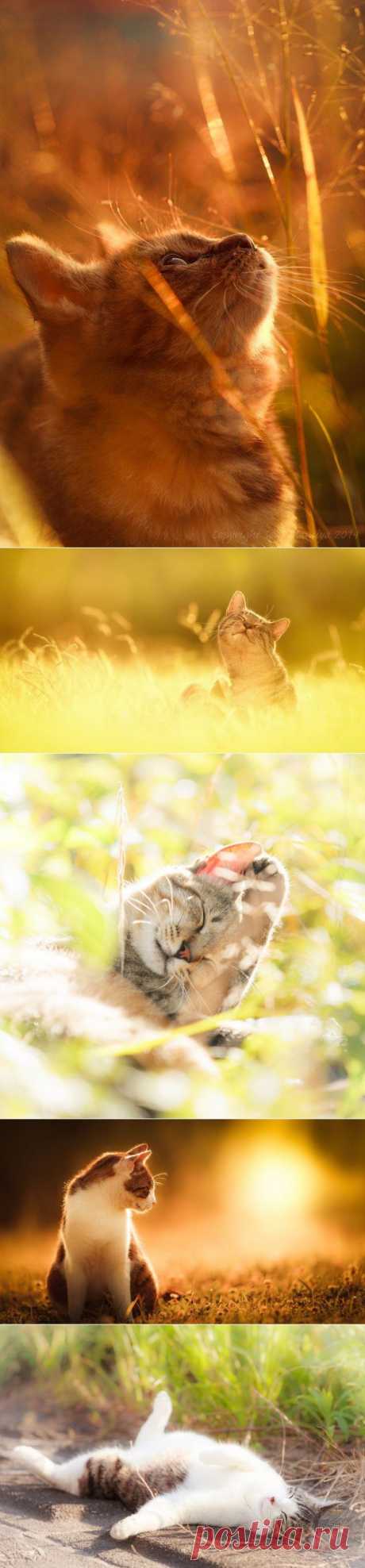 Солнечные котики