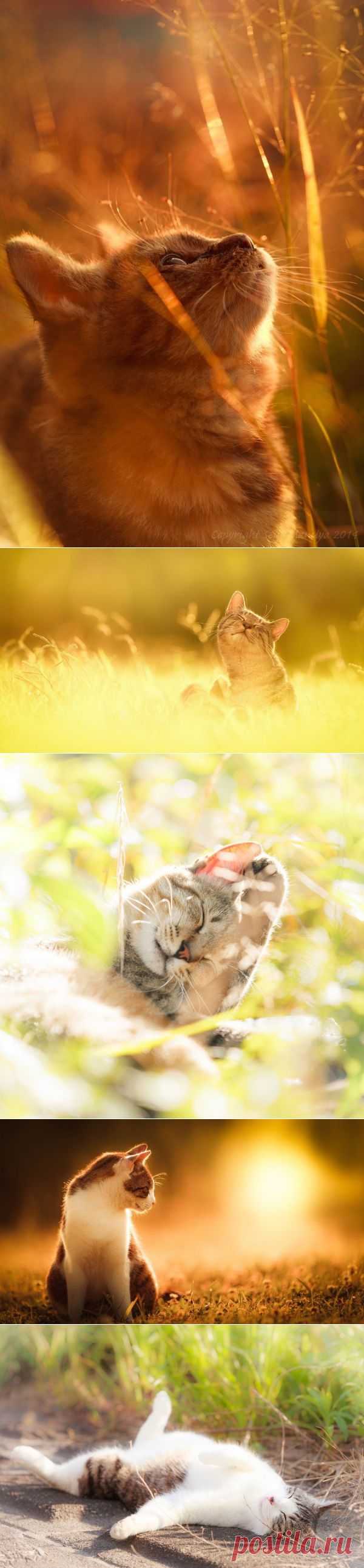 Солнечные котики