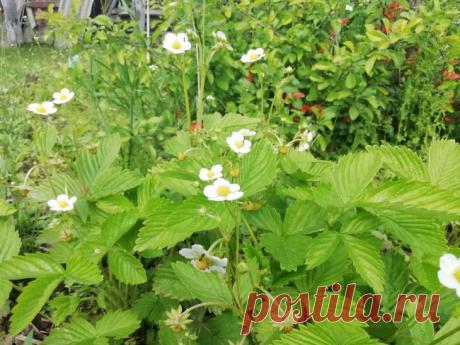 Как обрезать землянику: вот почему вы остались без урожая. Удаляют только старые, поврежденные и больные листья.