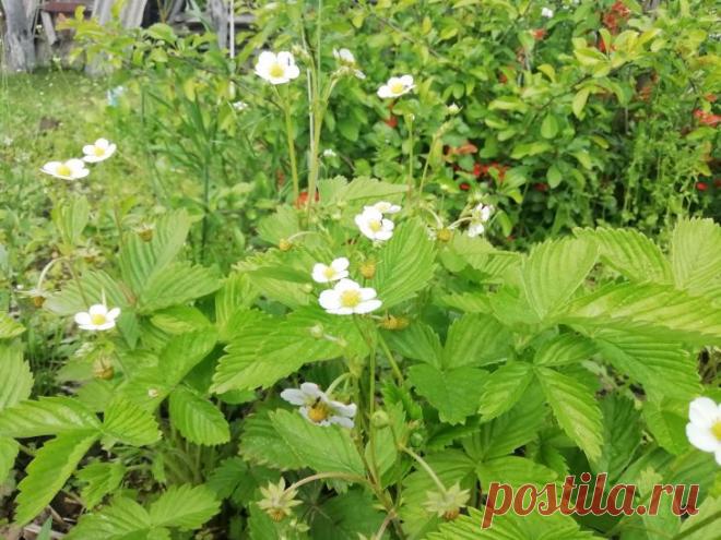 Как обрезать землянику: вот почему вы остались без урожая. Удаляют только старые, поврежденные и больные листья.