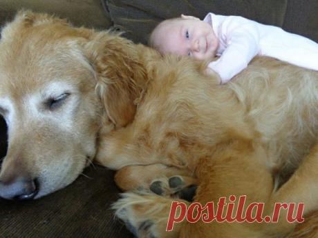 Дети и их четвероногие няньки