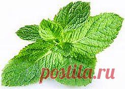 В полевых условиях | Друг пенсионера
Хочу рассказать вам одну историю. А случилась она во время войны. Я тогда была в партизанах, а жил наш отряд в зем­лянках, в лесу. Время было суровое, шел 42 год. Наши войска героически сражались с немецкими захватчика­ми, и все же победы давались далеко не всегда.