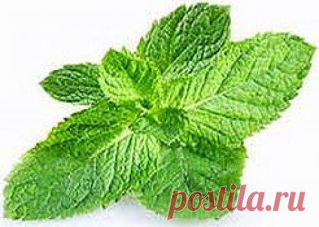 В полевых условиях | Друг пенсионера
Хочу рассказать вам одну историю. А случилась она во время войны. Я тогда была в партизанах, а жил наш отряд в зем­лянках, в лесу. Время было суровое, шел 42 год. Наши войска героически сражались с немецкими захватчика­ми, и все же победы давались далеко не всегда.