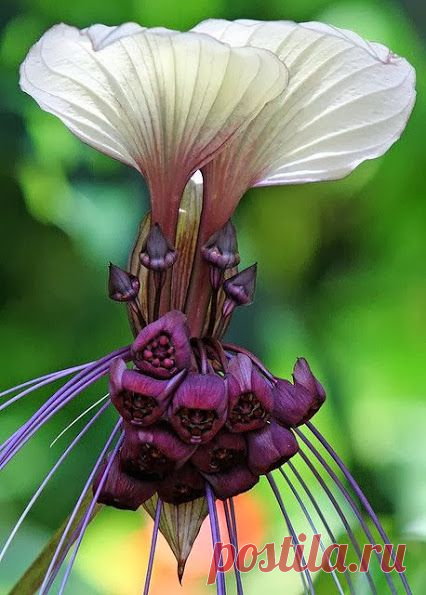 Estela bossa barchiesi – Google+