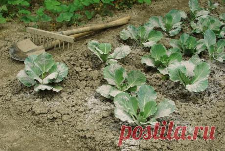 Без золы будет сложно. Три огородных культуры, которые надо удобрять с золой (урожай будет в разы больше)