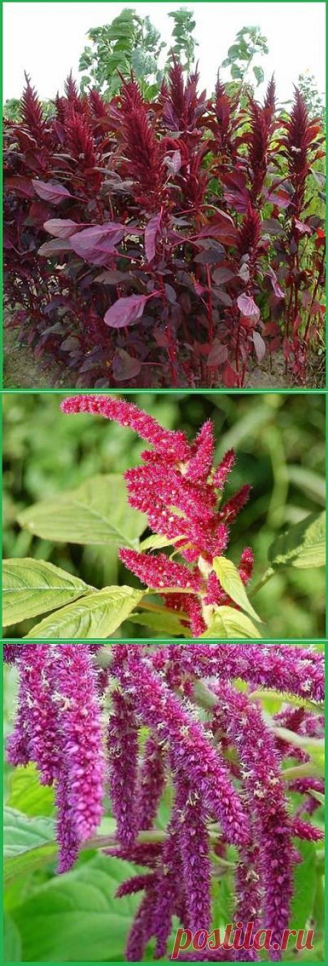 Амарант-хлеб Русов. | Советы Народной Мудрости