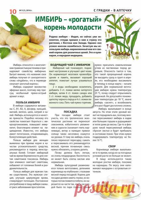 Имбирь - &quot;рогатый&quot; корень молодости