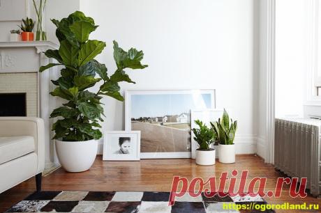 Топ 10 горшечных цветов для гостиной и больших комнат