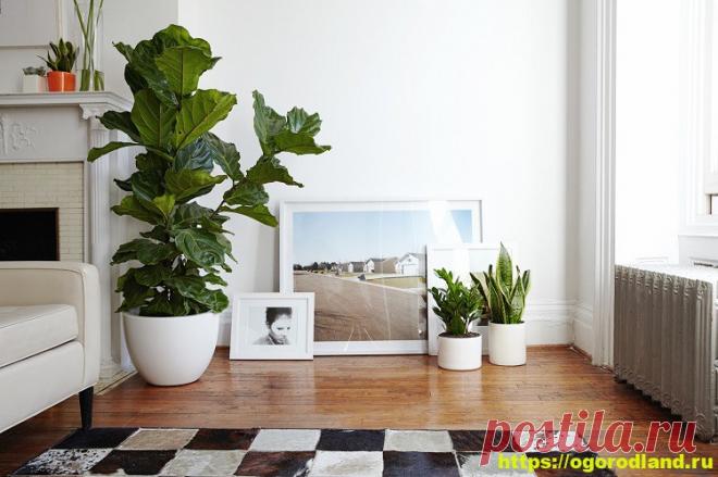 Топ 10 горшечных цветов для гостиной и больших комнат