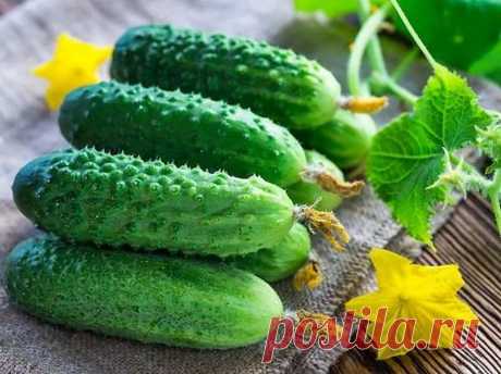 Ученые советуют очищать огурцы от кожуры