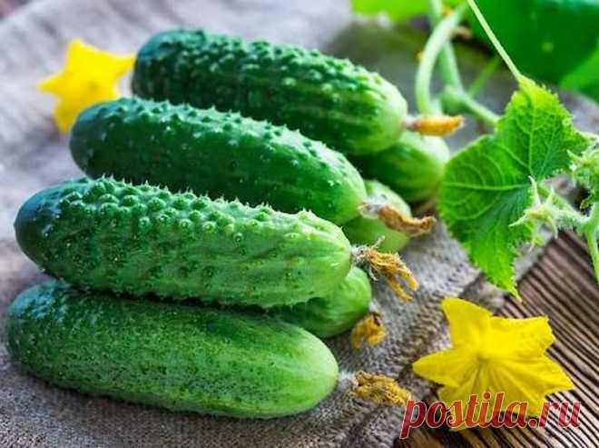Ученые советуют очищать огурцы от кожуры