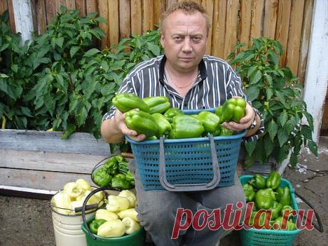 Удивительный огород Игоря Лядова