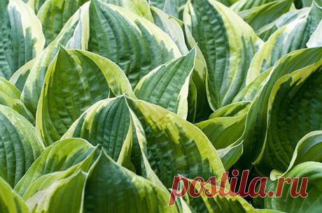 . Какие сорта хост предпочтительнее