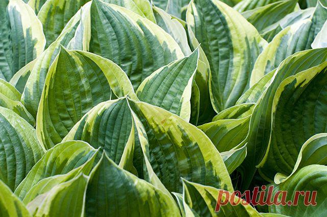 . Какие сорта хост предпочтительнее