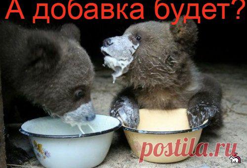 (+1) тема - ВОТ МОЁ ЛЕКАРСТВО ОТ ДЕПРЕССИИ ! (часть первая) | Четвероногий юмор