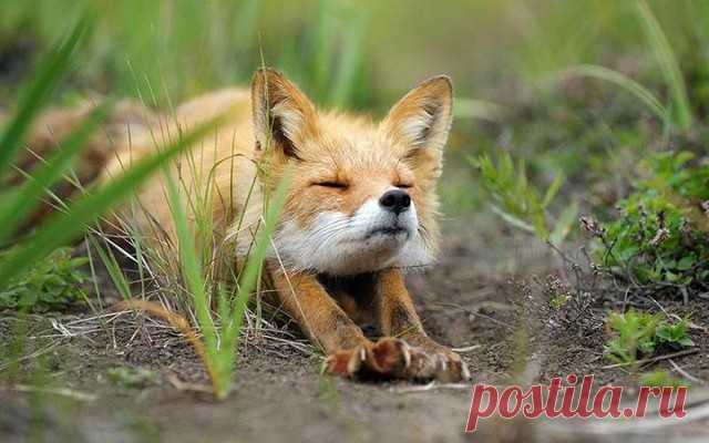 22 фотографии, после которых вы влюбитесь в лис / Surfingbird.ru