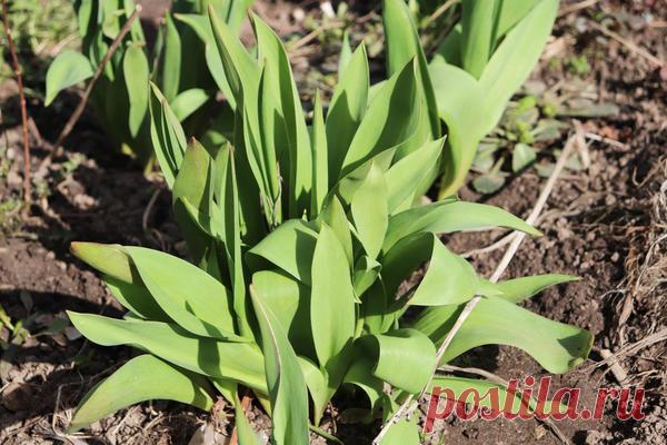 Почему не цветут тюльпаны: 10 наиболее вероятных причин