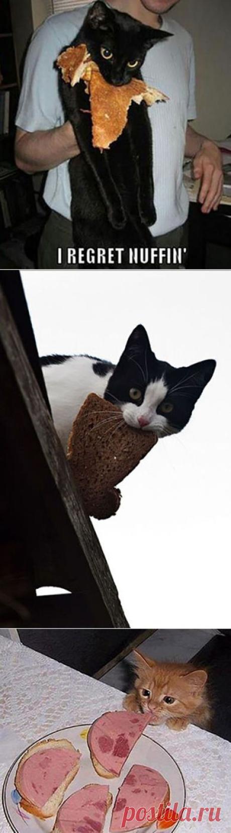 КОТЫ ВОРИШКИ