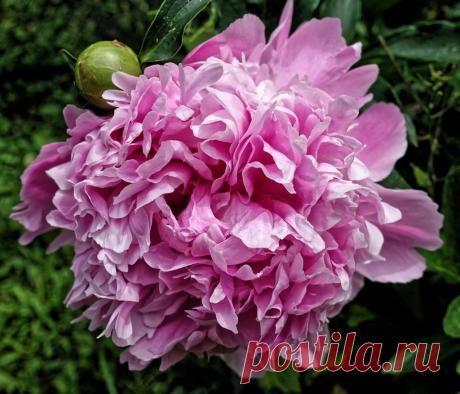 Мифы и легенды о цветах: Пион ~ Planetalsad