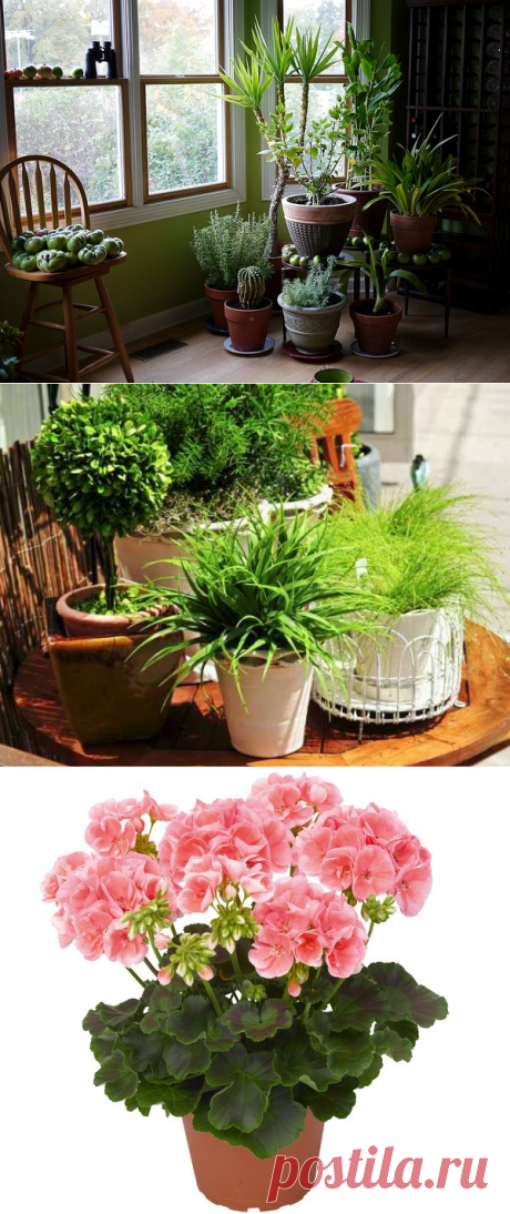 Чем подкармливать комнатные растения.