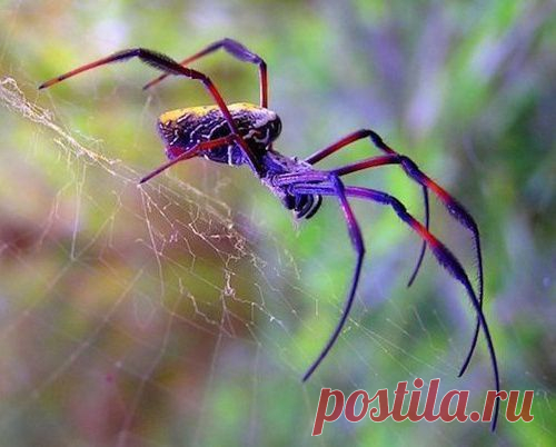Почему нельзя убивать пауков ?