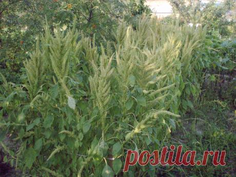 (Amarantus hybridus) - однолетник. Салат, гарнир, при засолке огурцов. Высоко-белковая культура. Почки, неврозы, ожирение, диабет, авитаминоз.Кулинары по достоинству ценят вкусовые качества культуры. Из нежных листочков молодых растений, собранных до цветения, готовят разнообразные салаты, гарниры, закуски, приправу для супов и борщей, а молодой стебель маринуют. Если при консервировании или засолке огурцов добавить немного листьев амаранта, то зеленцы до весны сохраняют свежесть и упругость.