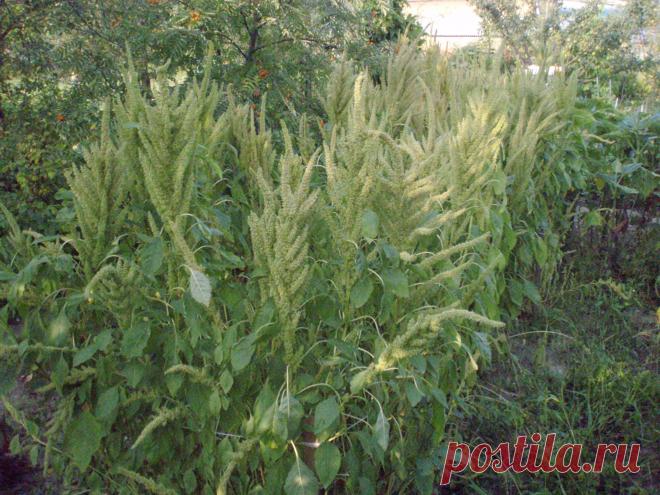 (Amarantus hybridus) - однолетник. Салат, гарнир, при засолке огурцов. Высоко-белковая культура. Почки, неврозы, ожирение, диабет, авитаминоз.Кулинары по достоинству ценят вкусовые качества культуры. Из нежных листочков молодых растений, собранных до цветения, готовят разнообразные салаты, гарниры, закуски, приправу для супов и борщей, а молодой стебель маринуют. Если при консервировании или засолке огурцов добавить немного листьев амаранта, то зеленцы до весны сохраняют свежесть и упругость.