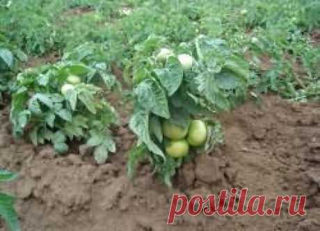 Помидоры ранние сорта низкорослые для открытого грунта | Вырасти сад!