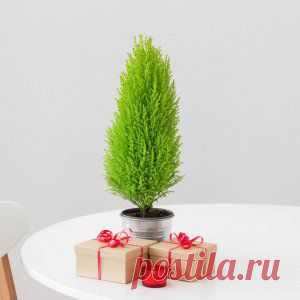 Усадьба | Цветы в доме : Кипарис в доме – как ухаживать за домашней елочкой?