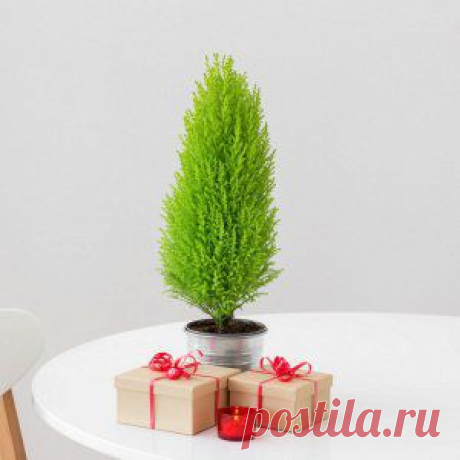 Усадьба | Цветы в доме : Кипарис в доме – как ухаживать за домашней елочкой?