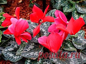 Цветок цикламен – уход в домашних условиях, пересадка и размножение цикламена; растение цикламен из семян, почему цикламен желтеет