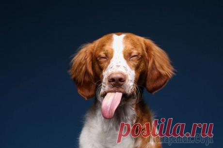 Гримасы собак после употребления арахисового масла