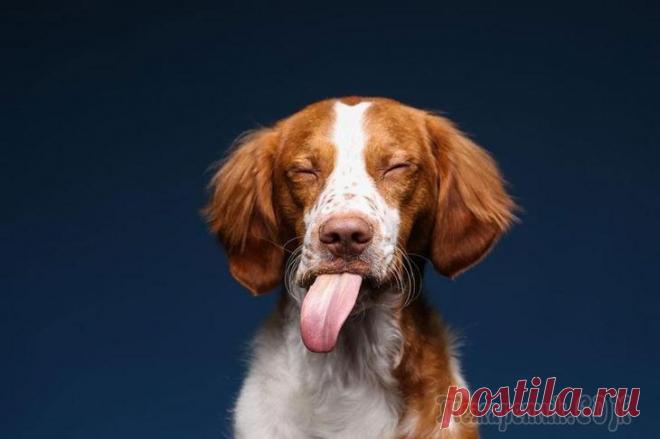 Гримасы собак после употребления арахисового масла