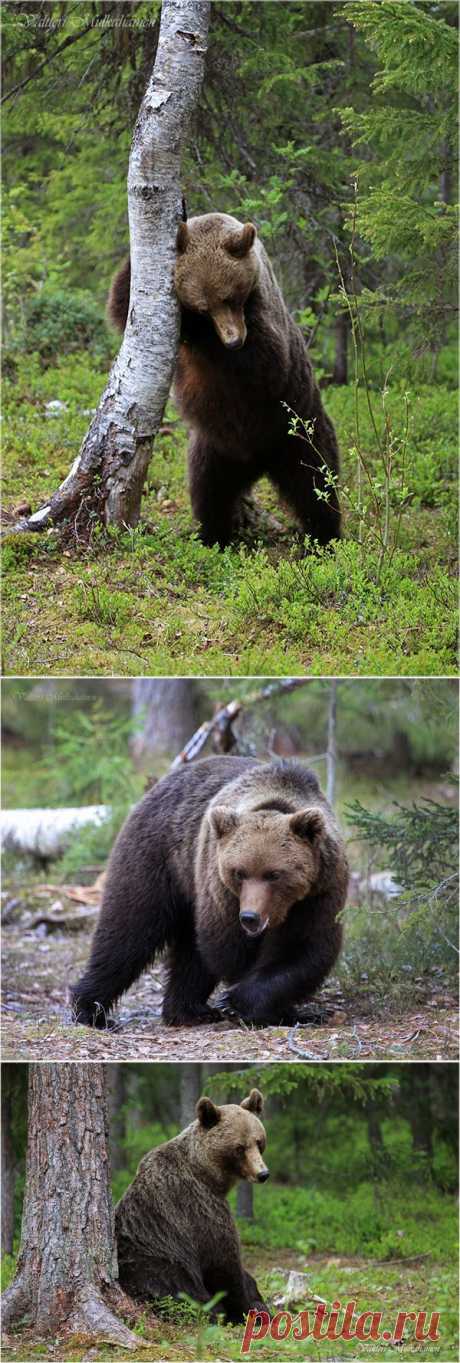 35PHOTO - Valtteri Mulkahainen - Ой, где был я вчера ...