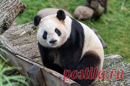 Китай и Тайвань объединились ради лечения панды. Специалисты материкового Китая помогут своим коллегам на Тайване вылечить панду Туань Туань. 28 октября Тайбэй направил приглашение китайским ветеринарным экспертам, чтобы те приехали и осмотрели 18-летнего зверя, у которого подозревают опухоль головного мозга. Двух панд Китай подарил Тайбэю 14 лет назад.