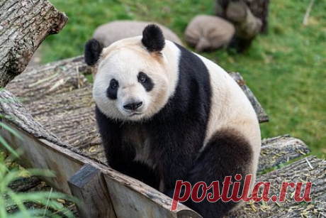 Китай и Тайвань объединились ради лечения панды. Специалисты материкового Китая помогут своим коллегам на Тайване вылечить панду Туань Туань. 28 октября Тайбэй направил приглашение китайским ветеринарным экспертам, чтобы те приехали и осмотрели 18-летнего зверя, у которого подозревают опухоль головного мозга. Двух панд Китай подарил Тайбэю 14 лет назад.