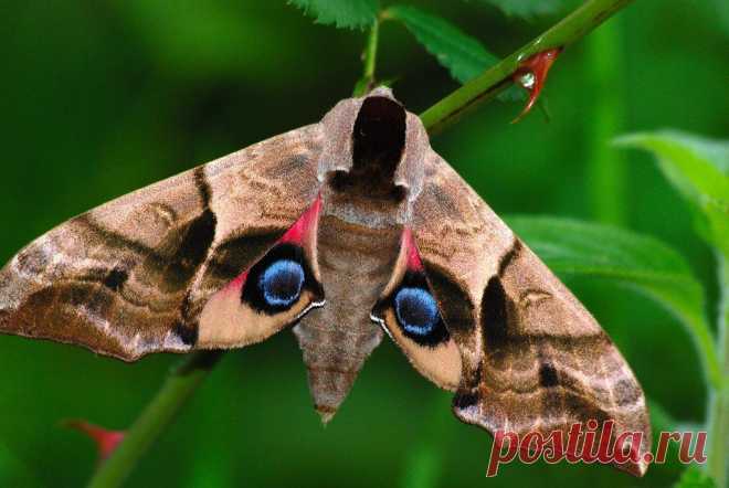 Глазчатый бражник или глазчатая зубчатка (Smerinthus ocellatus)