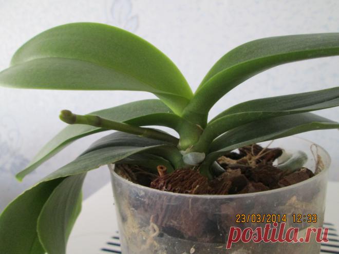 Горячий душ для комнатных растений | Комнатные цветы