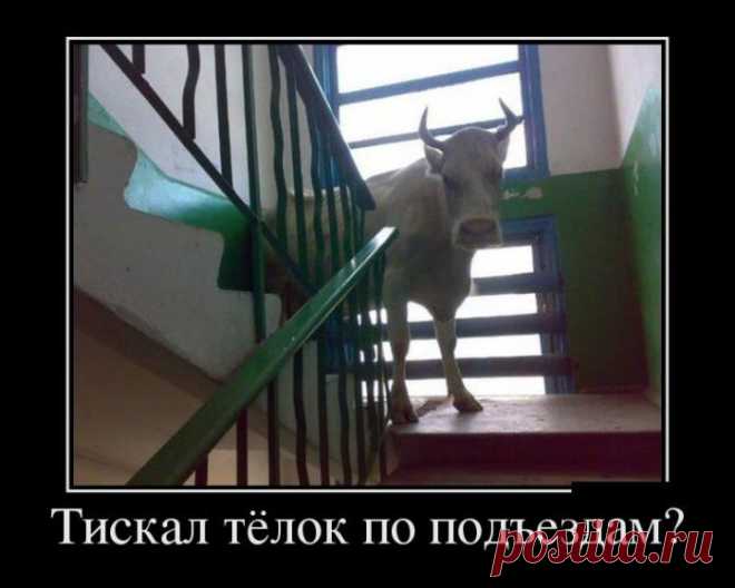 Смешные демотиваторы, прикольные картинки с надписями, ржачные демотиваторы про любовь и жизнь