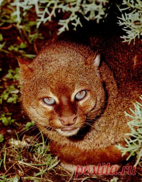 Музей исцеляющих кошек-Фото №2