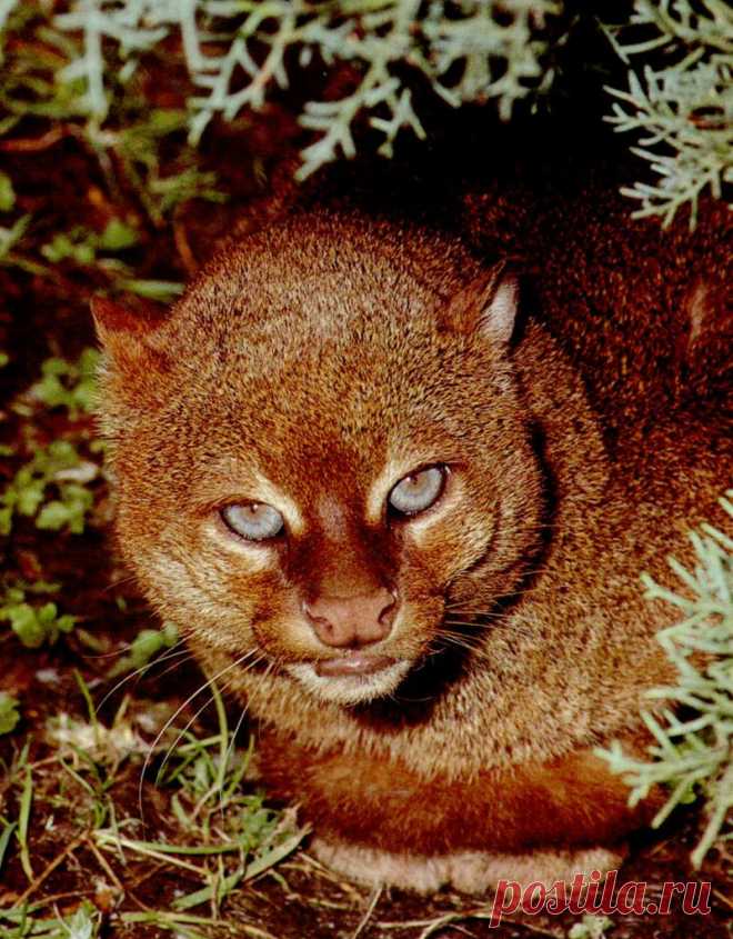 Музей исцеляющих кошек-Фото №2