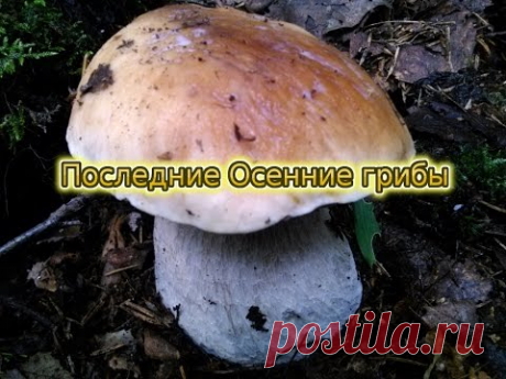 Последние Осенние грибы.